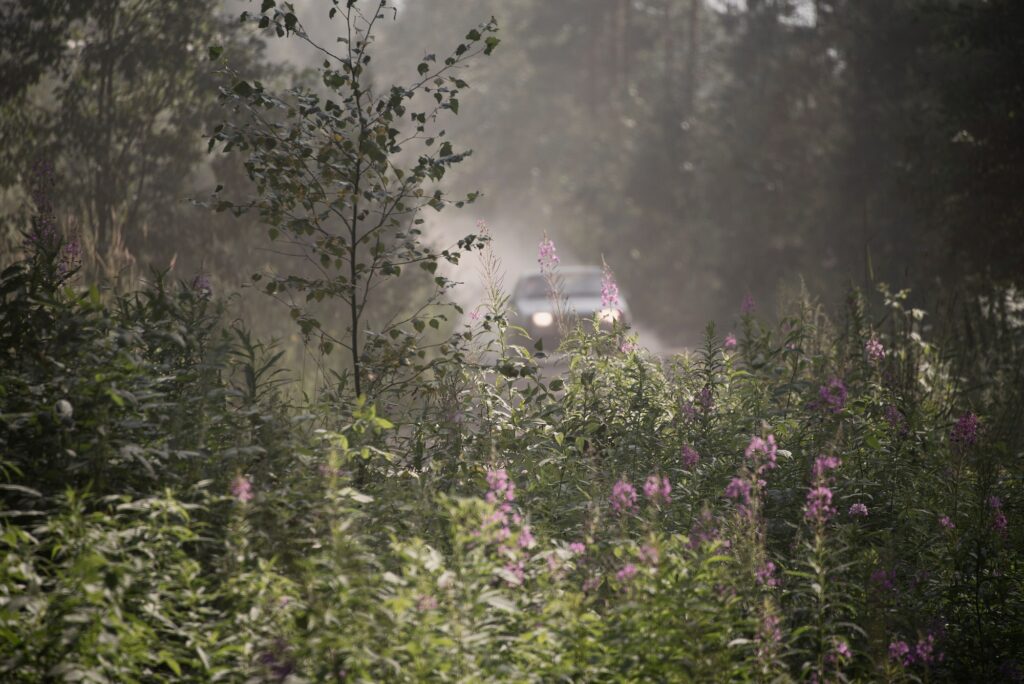 ↟ sports car in the road dust on the forest rally track on a Sunny day