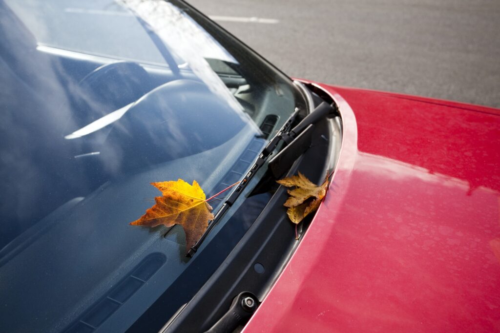 Leaf on Windshield of Red Car